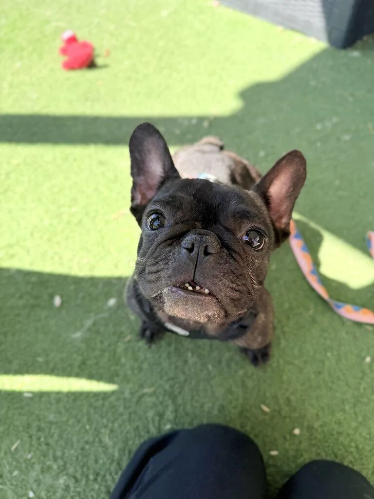 An adult small-sized female French Bulldog dog named Shala for adoption in Fruit Heights, UT