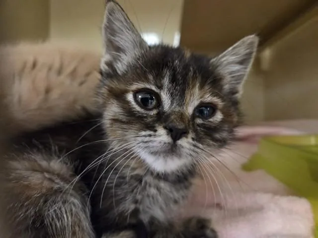 A baby small-sized female Domestic Short Hair cat named Marceline for adoption in Martinez, CA