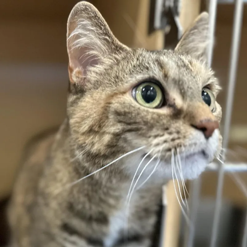 A senior large-sized female Domestic Short Hair cat named Petunia for adoption in Washington Township, OH