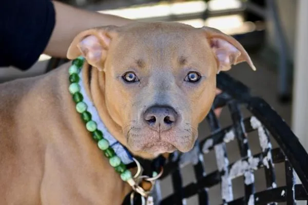 A young large-sized male Mixed Breed dog named Roman for adoption in Staten Island, NY