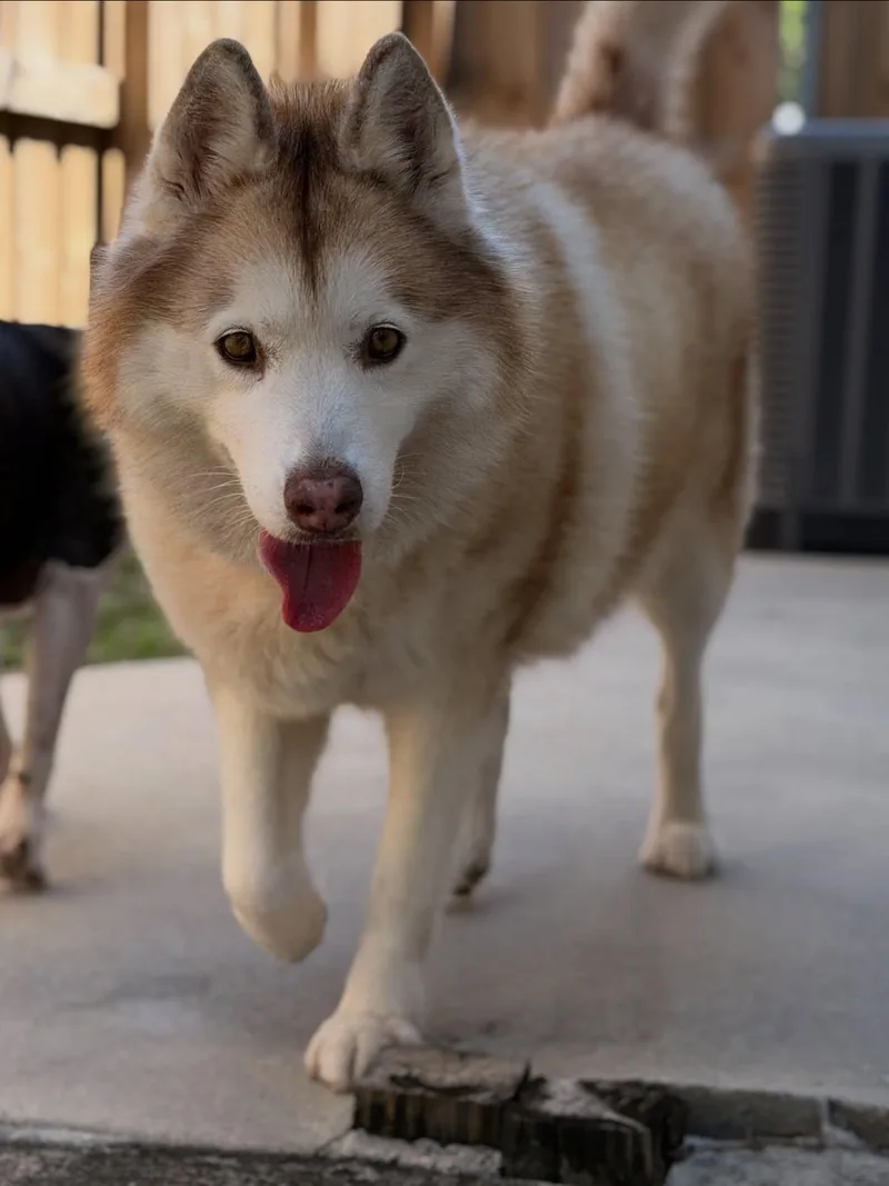 Akita