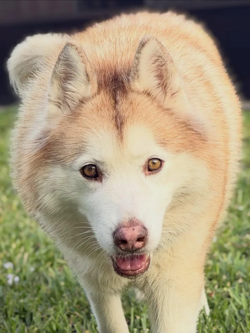Akita thumbnail 2