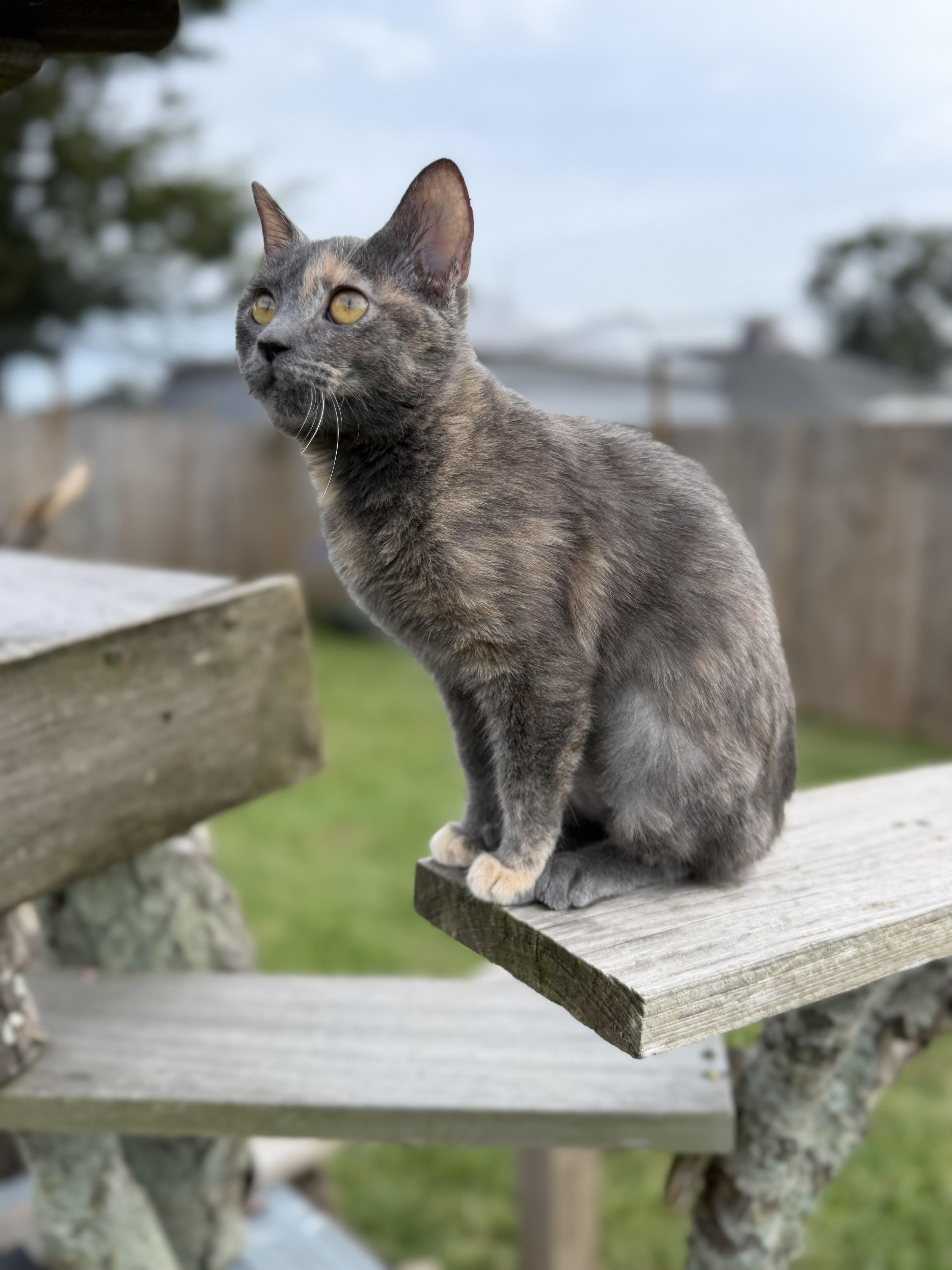 A baby medium-sized female Domestic Short Hair cat named Sally for adoption in Metairie, LA