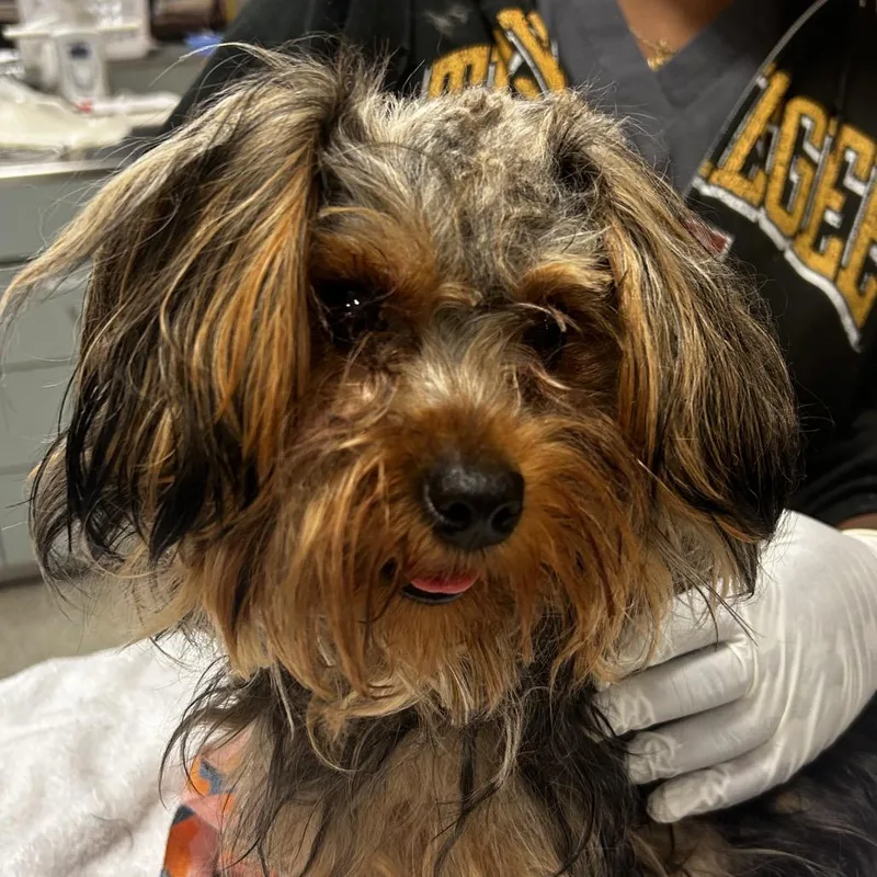 An adult small-sized female Black Mixed Breed dog named Matilda for adoption in Jacksonville, FL