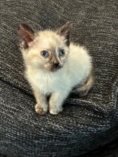 A baby small-sized female Domestic Short Hair cat named Mocha Latte for adoption in Woodland, CA