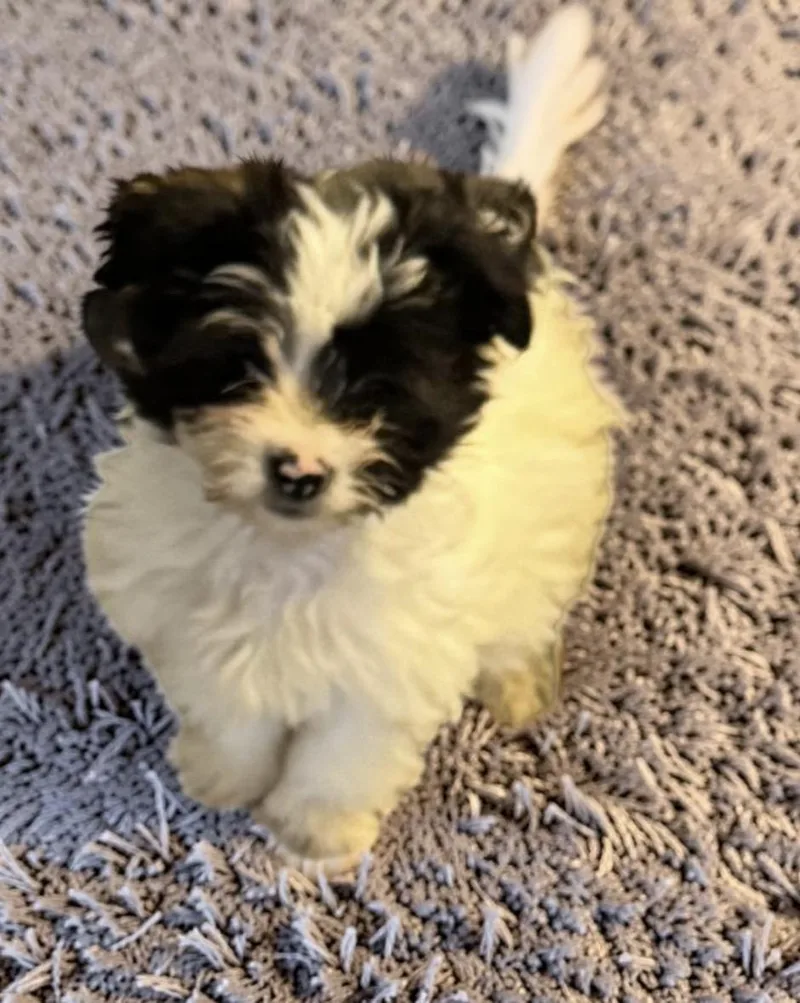 Coco Puff thumbnail 2