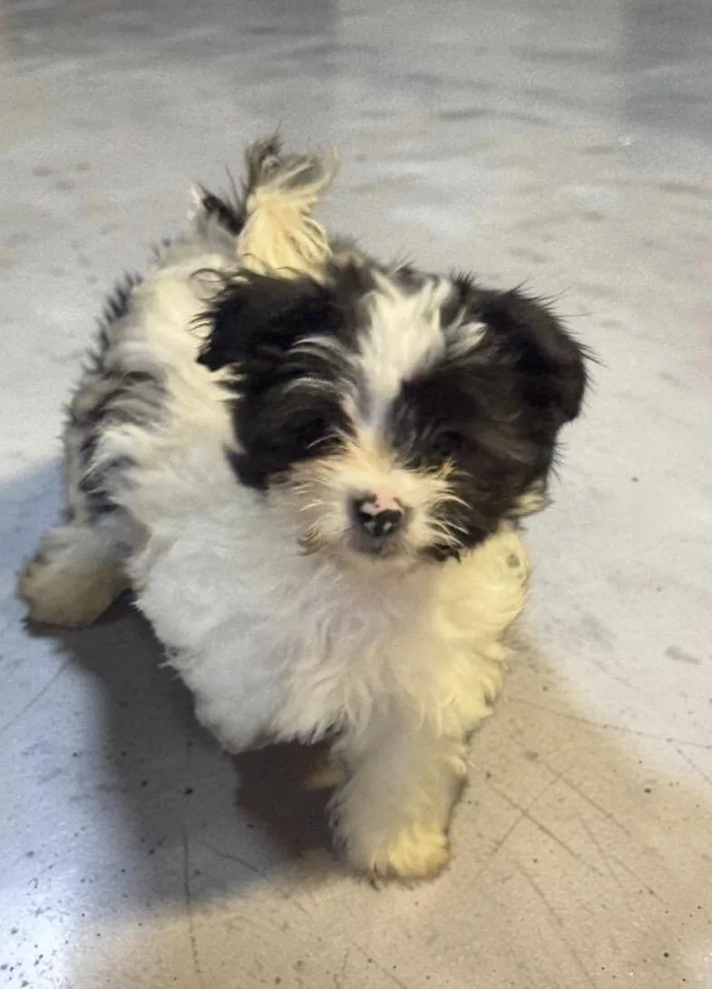 Coco Puff thumbnail 3