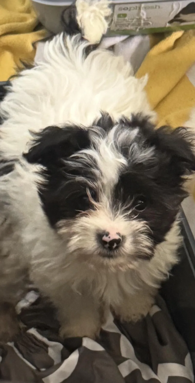 Coco Puff thumbnail 5