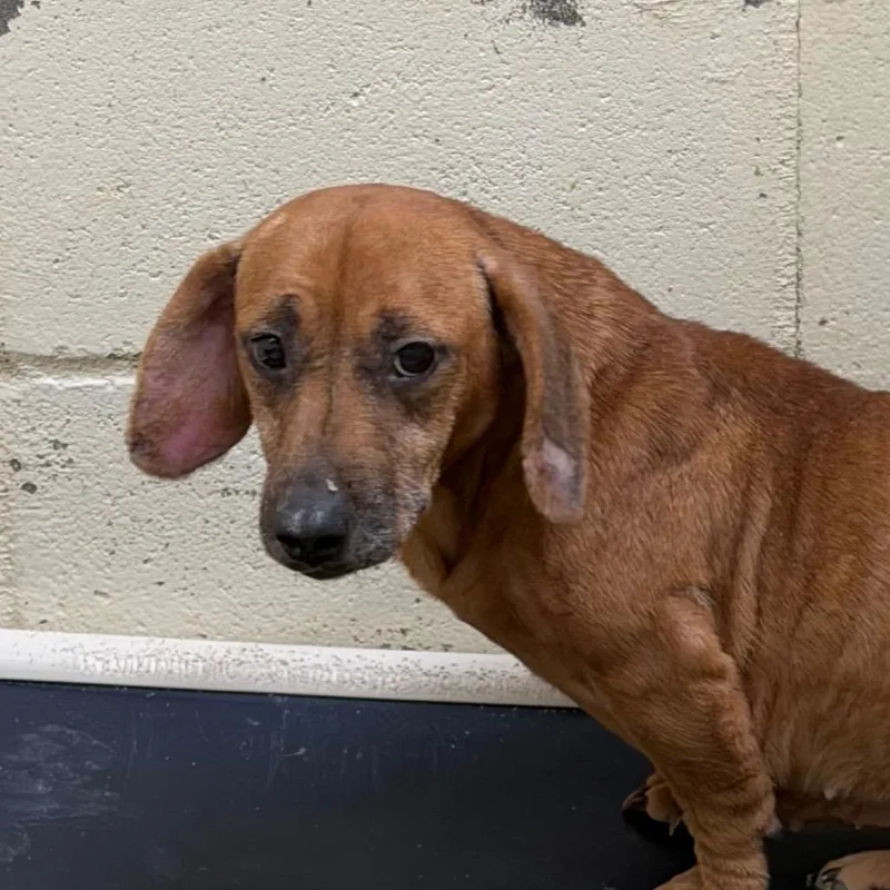 A young medium-sized female Brown / Chocolate Dachshund dog named Eliza for adoption in Tuscaloosa, AL