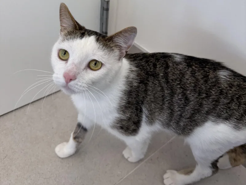 A young medium-sized male Domestic Short Hair cat named Felix for adoption in Evanston, IL