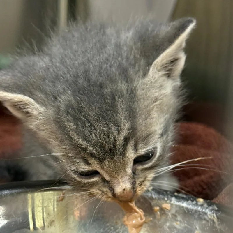 A baby small-sized male Gray / Blue / Silver Domestic Short Hair cat named Sturkie for adoption in Winston-Salem, NC