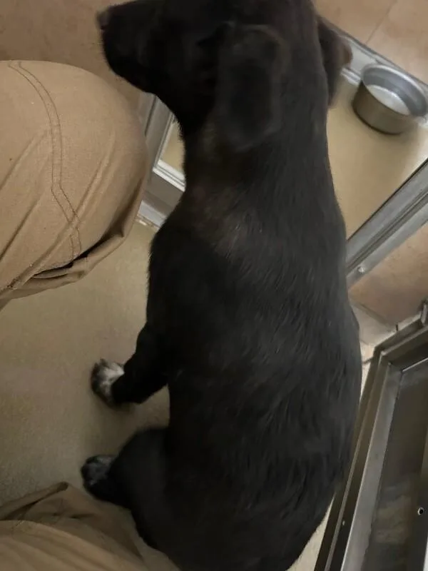 A young medium-sized male Black Mixed Breed dog named Skipper for adoption in Hobbs, NM