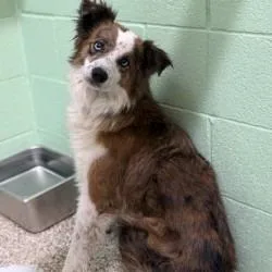 An adult medium-sized female Brown / Chocolate Border Collie dog named Daisy for adoption in Bullhead City, AZ