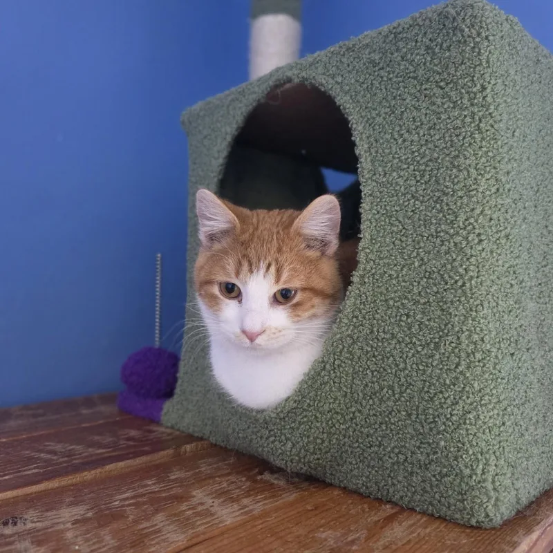 Minecraft thumbnail 2