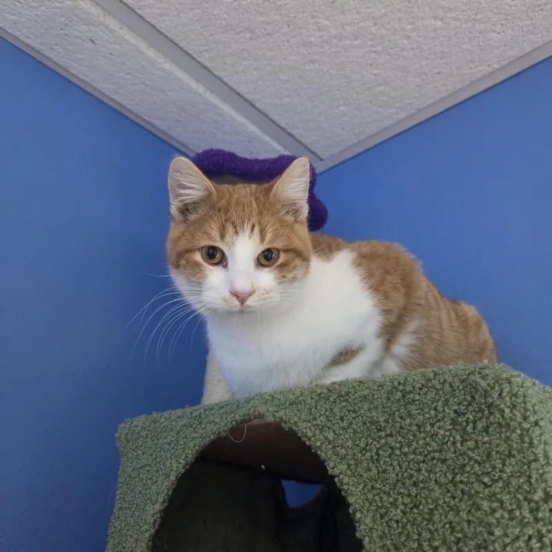 Minecraft thumbnail 3