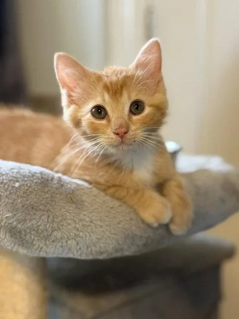 A baby medium-sized male Orange / Red Domestic Short Hair cat named Carrot for adoption in Pittsboro, NC