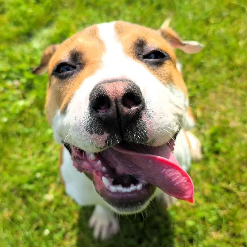 A baby medium-sized female Brown / Chocolate Pit Bull Terrier dog named Josie for adoption in Michigan City, IN