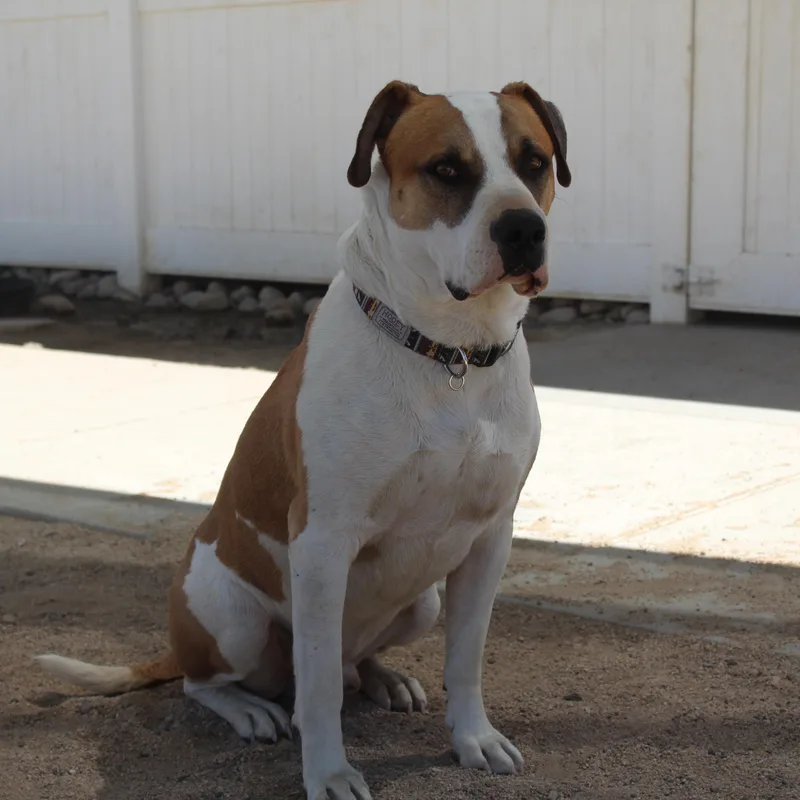 An adult large-sized male White / Cream American Bulldog dog named Billy for adoption in Yucca Valley, CA