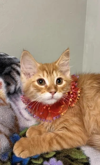 A baby medium-sized female Domestic Medium Hair cat named Cashmere for adoption in Picayune, MS