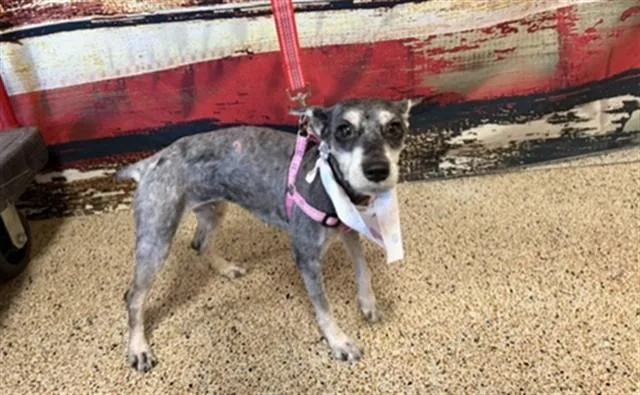 A young small-sized female Schnauzer dog named Mily for adoption in Miami, FL