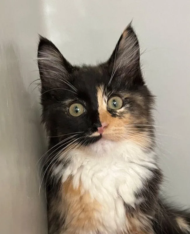 A baby medium-sized female Domestic Long Hair cat named Amelia for adoption in Genoa, IL