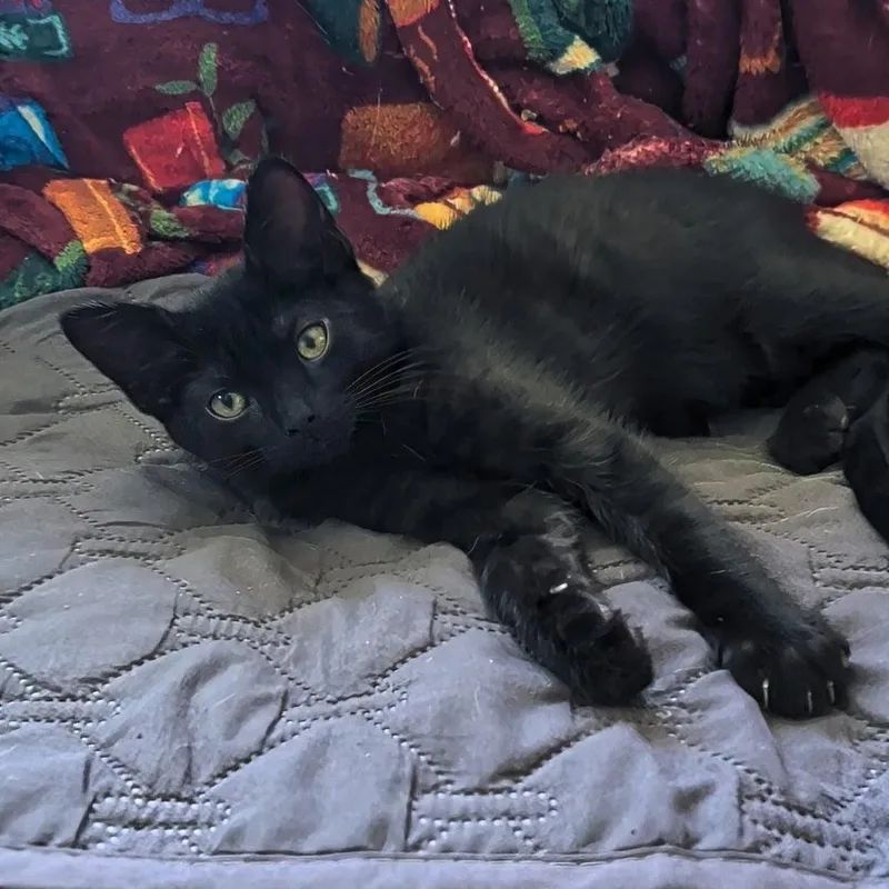 A baby small-sized female Black Domestic Short Hair cat named Cookie  Best Friends for adoption in West Jefferson, OH