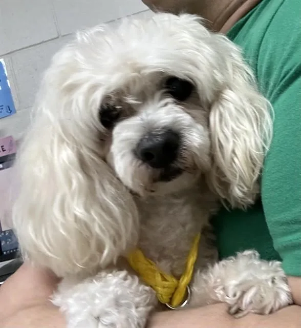 An adult small-sized male Maltese dog named A for adoption in Pasadena, TX