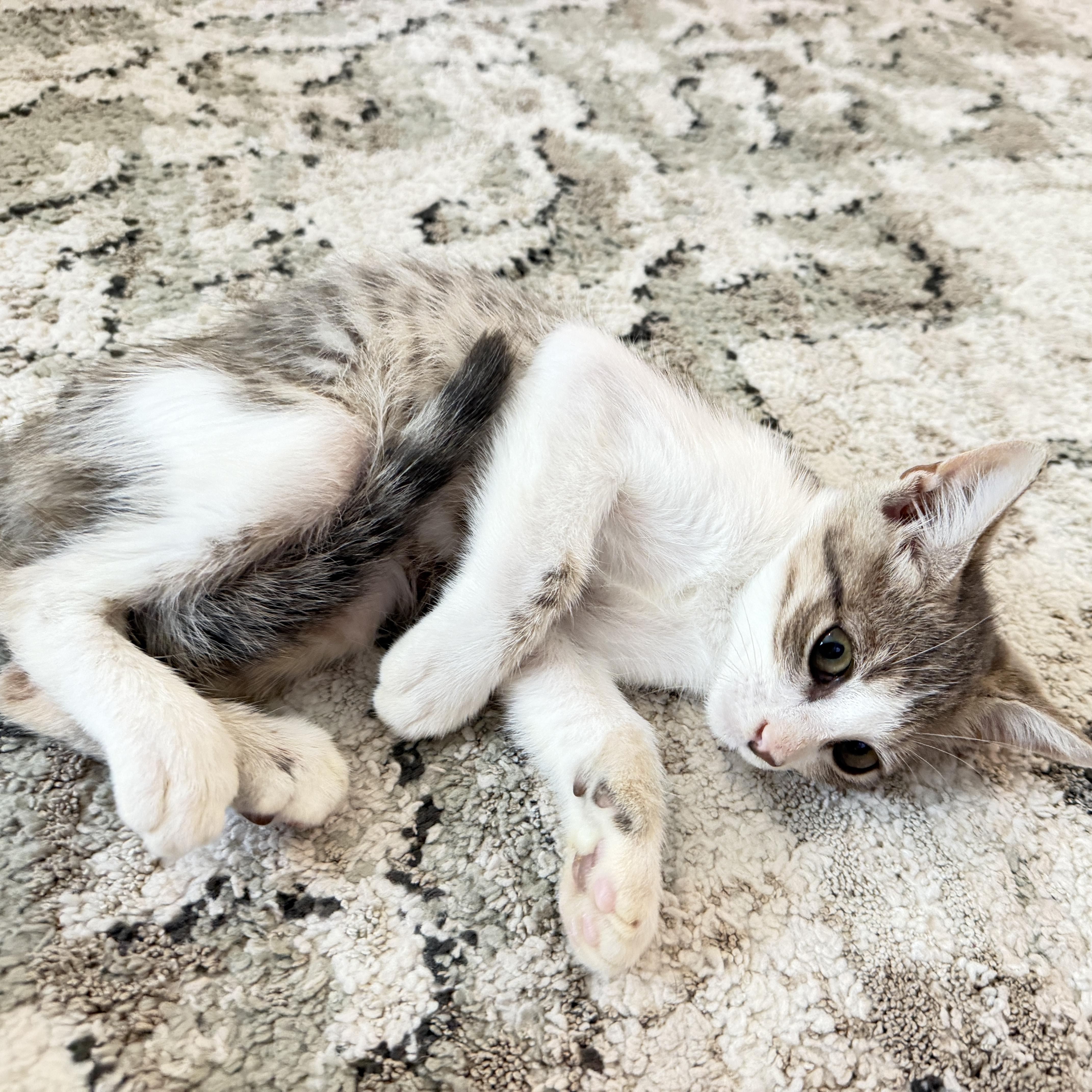 A baby medium-sized male Tabby (Gray / Blue / Silver) Domestic Short Hair cat named October for adoption in Houston, TX
