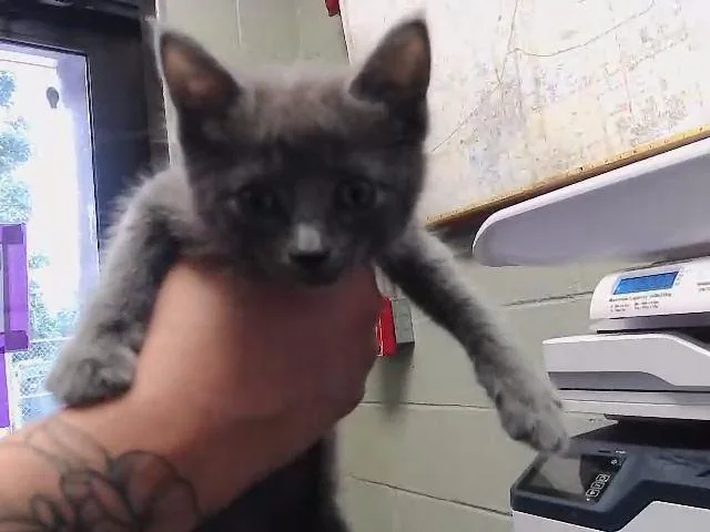 A baby small-sized male Domestic Short Hair cat named Salt for adoption in Tulsa, OK