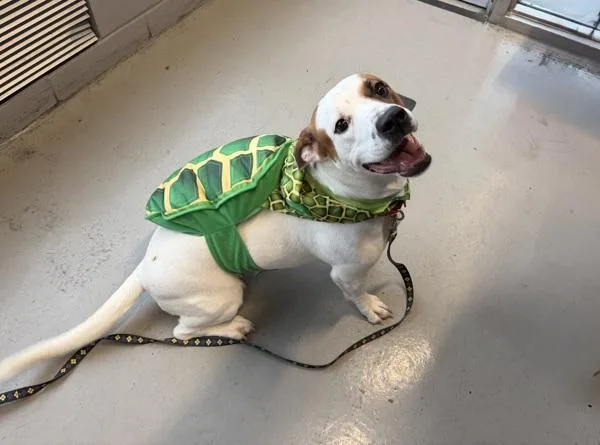 An adult large-sized female Mixed Breed dog named Marilyn for adoption in Staten Island, NY