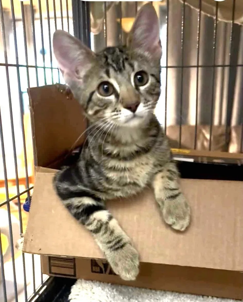 A baby medium-sized female Domestic Short Hair cat named Melody for adoption in Fort Myers, FL