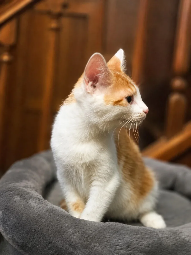 A baby small-sized female Orange & White Tabby cat named Fum for adoption in Greensburg, PA