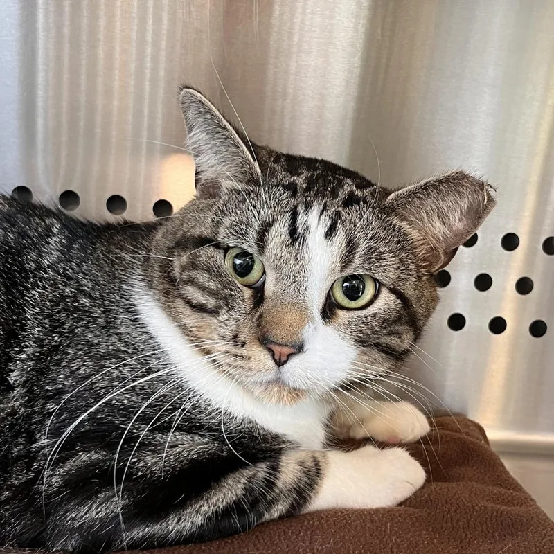 An adult medium-sized male Brown / Chocolate Domestic Short Hair cat named Orion for adoption in Washburn, MO