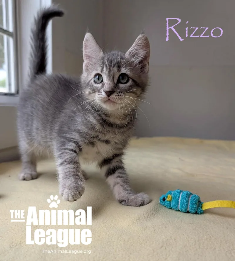 A baby medium-sized female Tabby (Gray / Blue / Silver) Domestic Short Hair cat named Rizzo for adoption in Groveland, FL