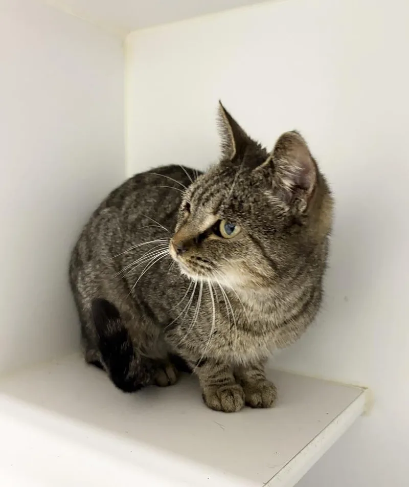 An adult medium-sized female Domestic Short Hair cat named Cupcake for adoption in Rochester, IN