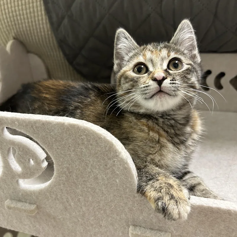A baby medium-sized male Domestic Short Hair cat named Riff Raff & Magenta for adoption in Warwick, RI