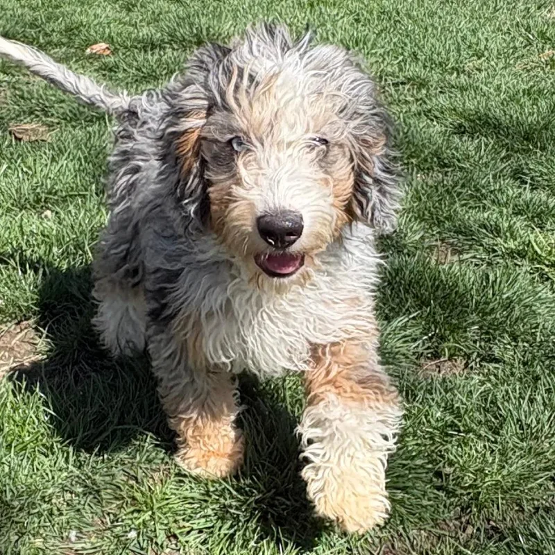A baby medium-sized male Bernese Mountain Dog dog named Everest for adoption in Cincinnati, OH