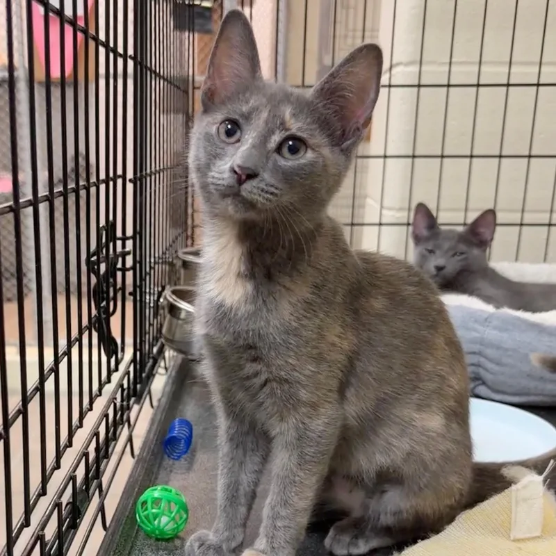 A baby medium-sized female Dilute Calico Domestic Short Hair cat named Violet for adoption in Wantagh, NY