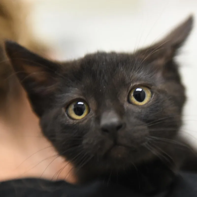 A baby small-sized female Black Domestic Short Hair cat named Nori for adoption in Redwood City, CA