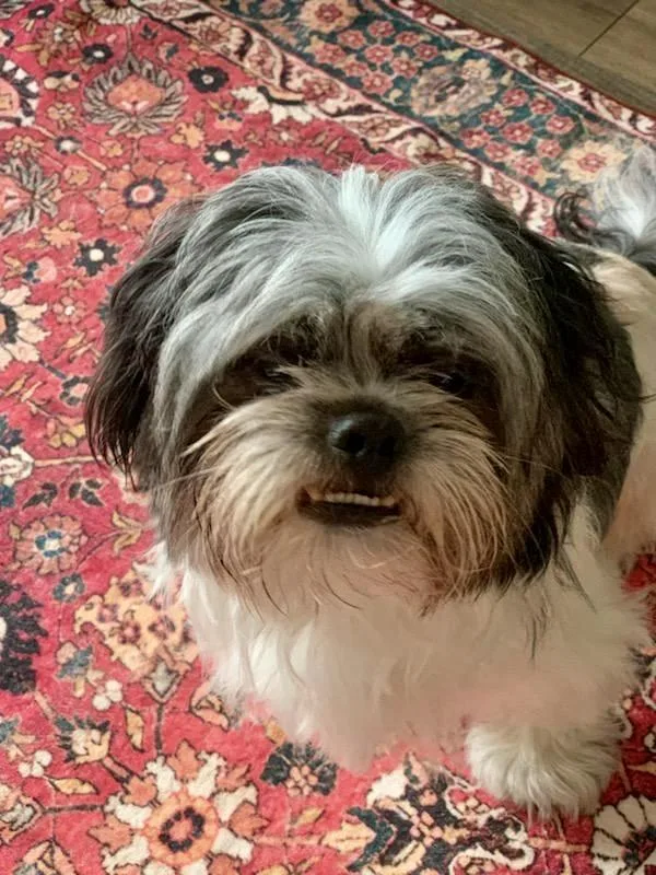 Ollie Likes To Play! thumbnail 2