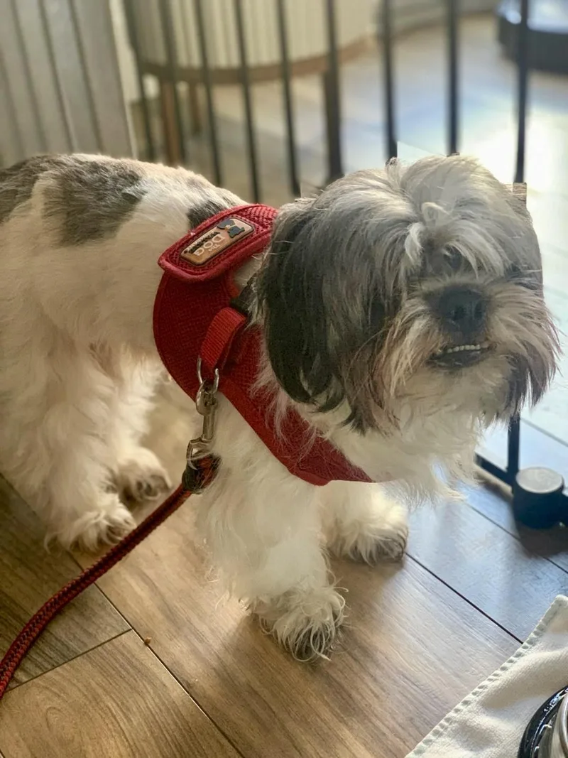 Ollie Likes To Play! thumbnail 3