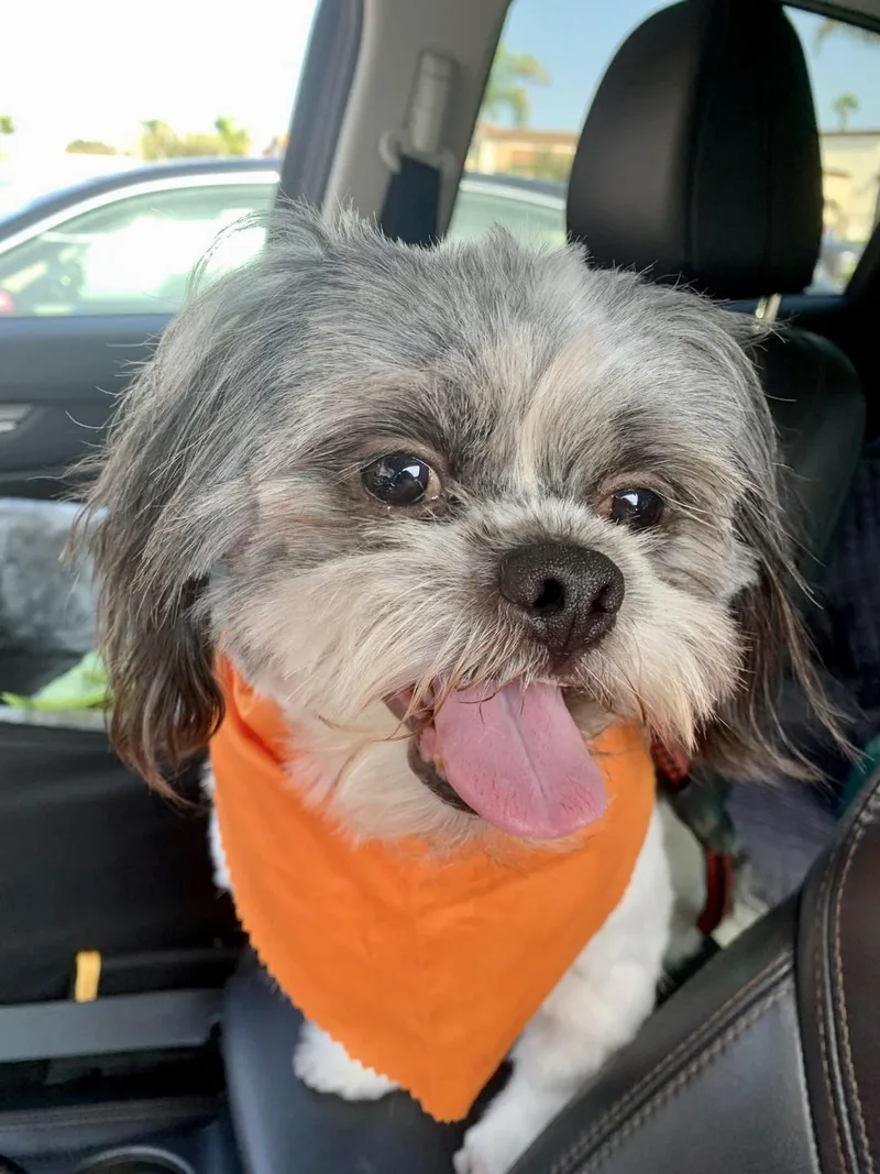 Ollie Likes To Play! thumbnail 4