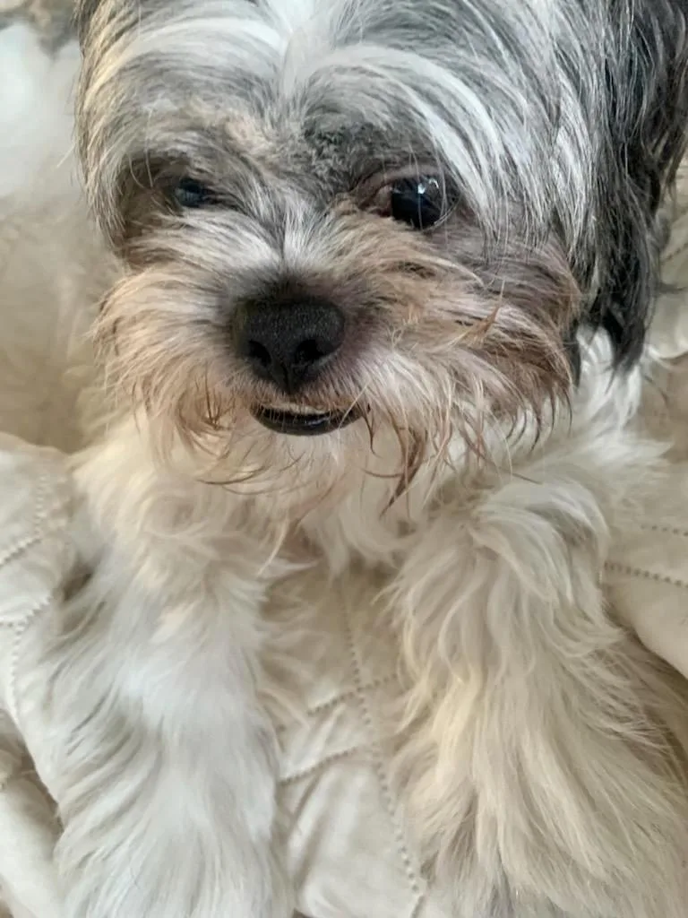 Ollie Likes To Play! thumbnail 5