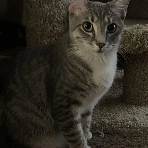A young small-sized female Domestic Short Hair cat named Rosella for adoption in Tampa, FL