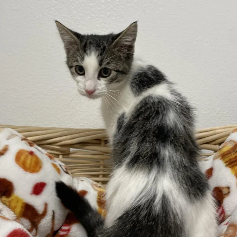 A baby small-sized male White Domestic Medium Hair cat named Pepito for adoption in Henderson, NV