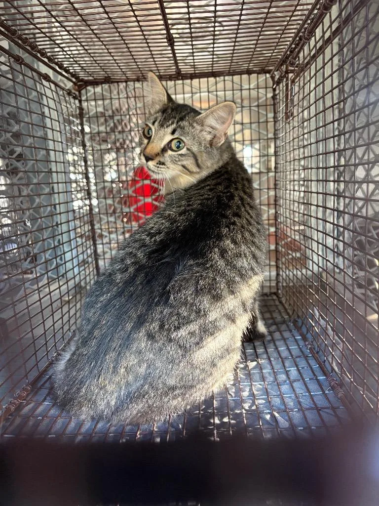 A young medium-sized female Domestic Short Hair cat named Emblem for adoption in New Braunfels, TX
