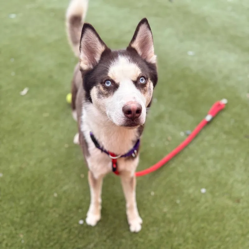 A young large-sized male Red / Chestnut / Orange Siberian Husky dog named Poseidon for adoption in Philadelphia, PA