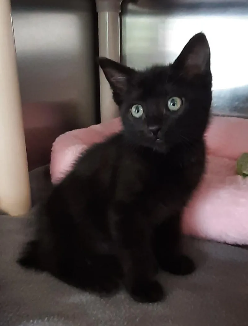 A baby medium-sized female Black Manx cat named Blanche for adoption in Georgetown, OH