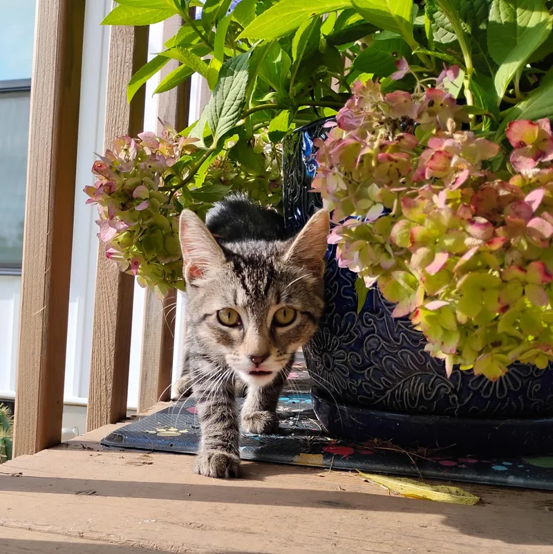 A baby medium-sized female Tabby (Gray / Blue / Silver) Domestic Short Hair cat named Bobbi and Ricky for adoption in Knoxville, TN