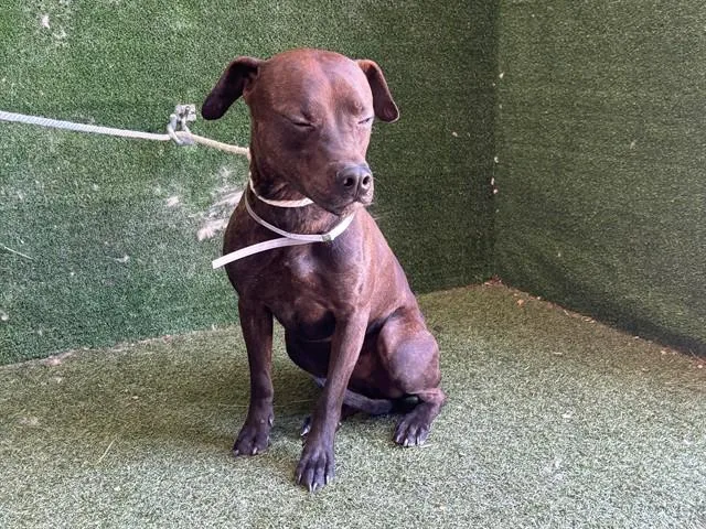 A young medium-sized male Doberman Pinscher dog named Rowdy for adoption in Lancaster, CA